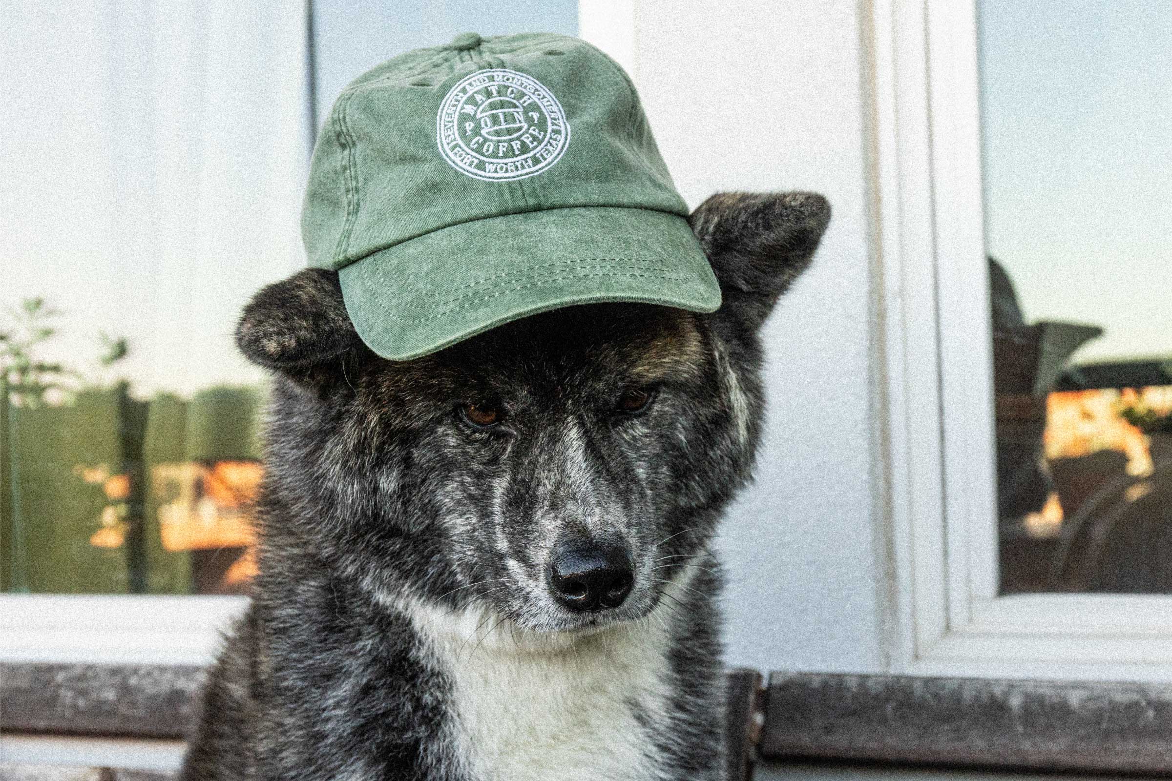 match point coffee baseball hat on a japanese akitainu