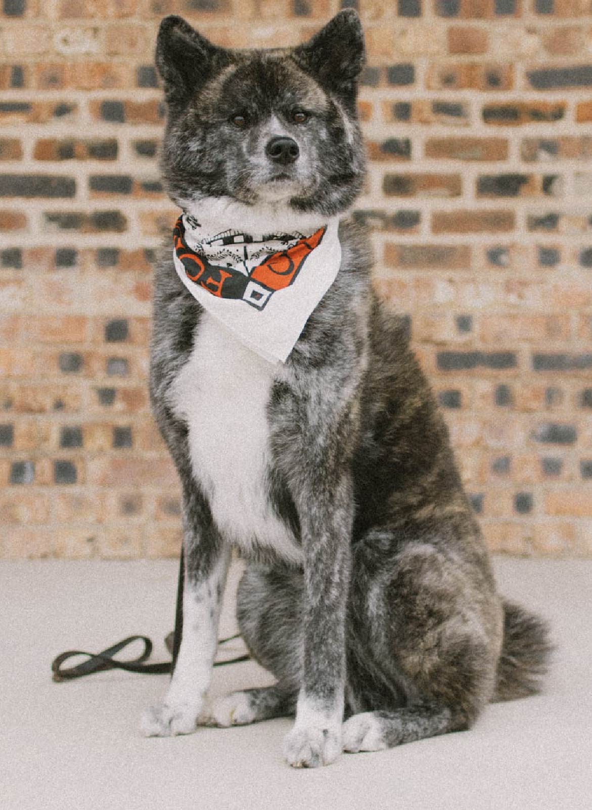 A brindle japanese akita models the bandana