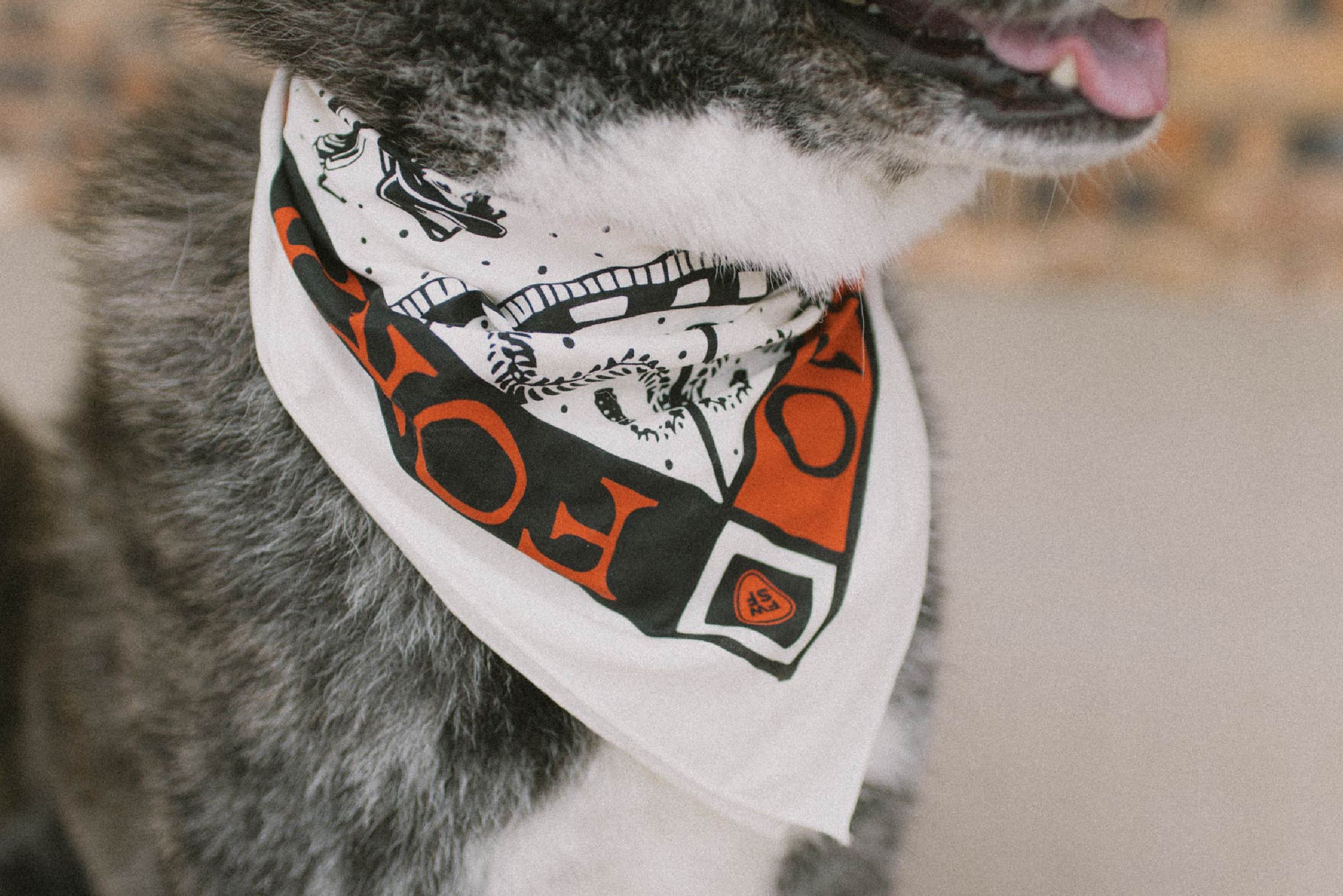 detail shot of bandana on a japanese akita named Cyan Cooper